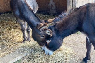 Donkey abandoned while heavily pregnant finds best friend in new forever home