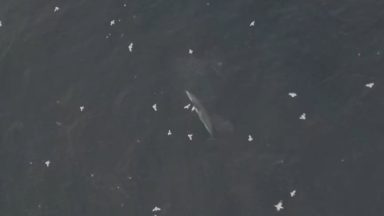 Minke whales spotted off Scotland’s west coast ‘lunge feeding’