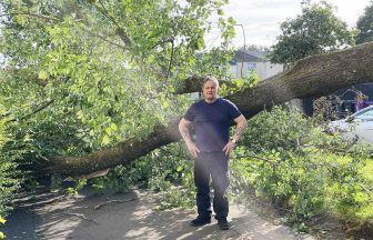 Tree finally removed after wreaking havoc in Storm Floris