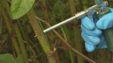 Warning landscape at risk of being ‘engulfed’ by invasive plants