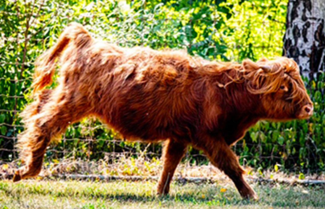 Toronto Zoo welcomes Highland cows in bid to teach Canadians about cattle’s Scottish roots