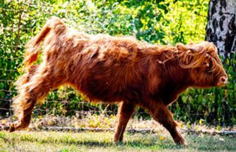 Toronto Zoo welcomes Highland cows in bid to teach Canadians about cattle’s Scottish roots