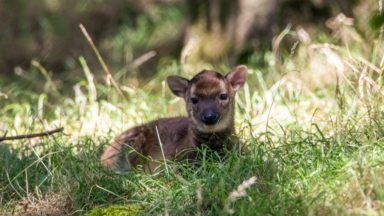 Endangered Visayan spotted deer born at Edinburgh Zoo 