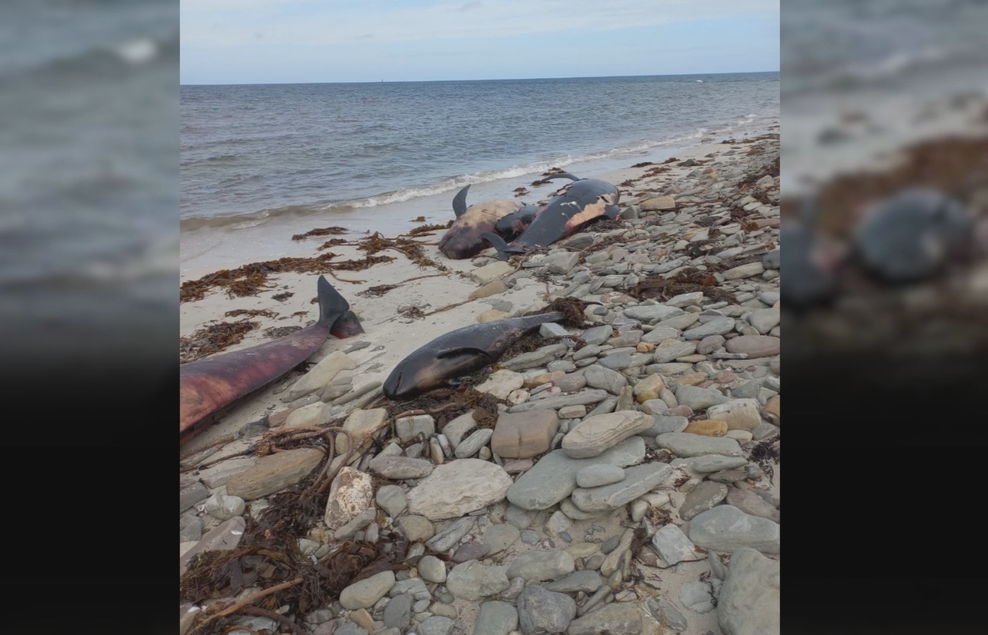 The mammals were found on Roo Beach in Sanday on Sunday.