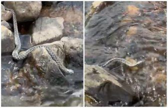 Watch moment UK’s only venomous snake swims across stream in Scottish Highlands
