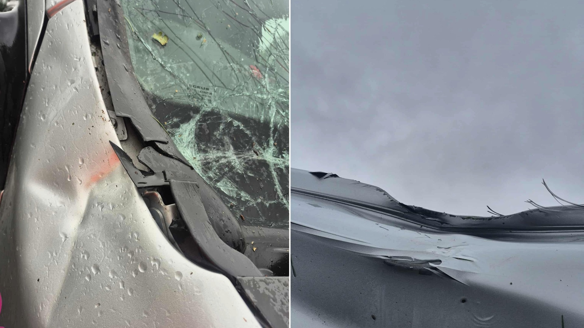 A van driver had a near miss when the vehicle was hit by a tree during Storm Floris.