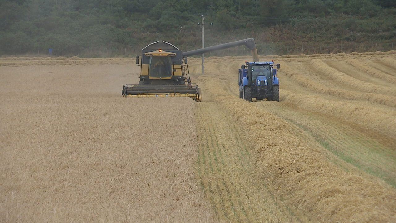 From drought to downpours: Scotland’s barley crop suffers in season of extremes