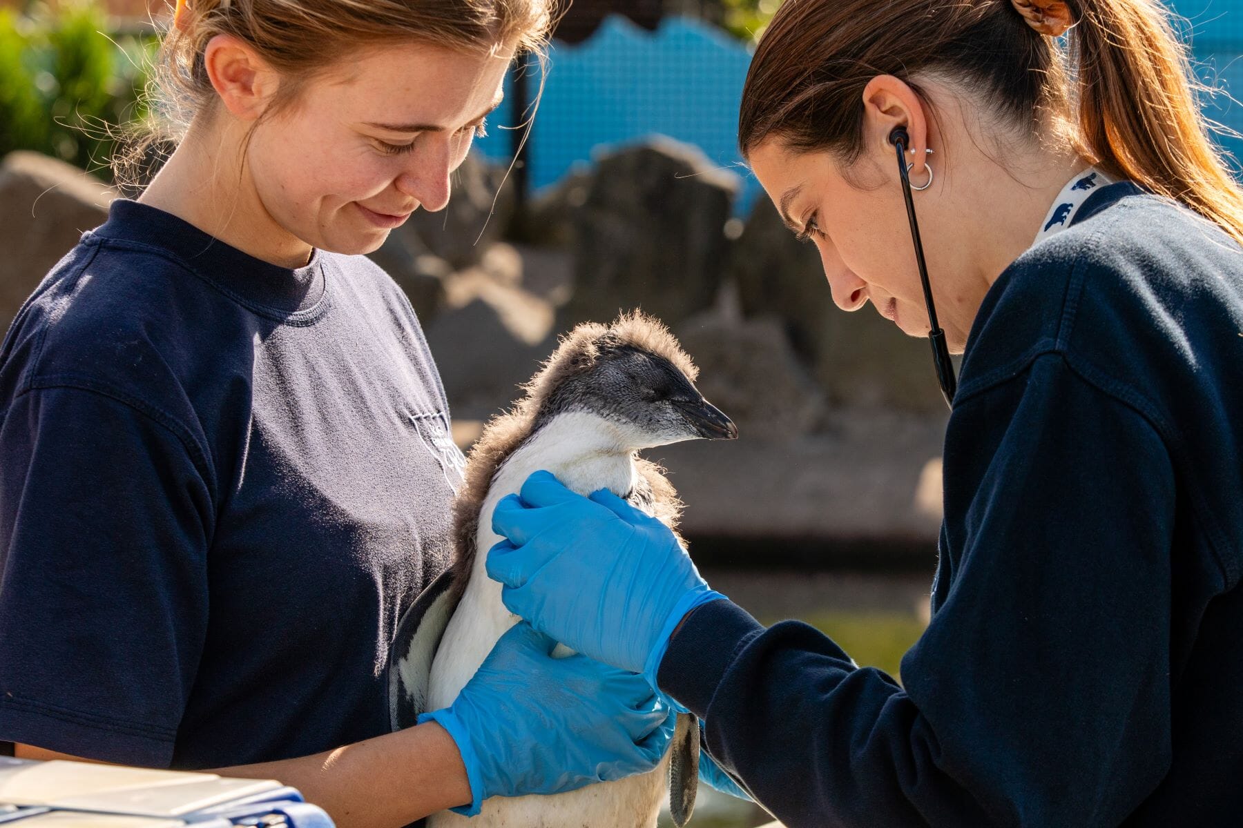 Penguin chick makes remarkable recovery after life-saving surgery