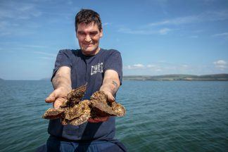 Summer heatwave produces ‘best Scottish oysters in a decade’