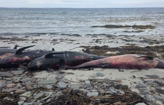 Scotland’s first Whale Stranding Protocol to be launched after mass deaths on Orkney