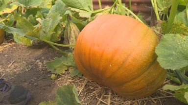 Allotments helping bring down bill and forge new friendships