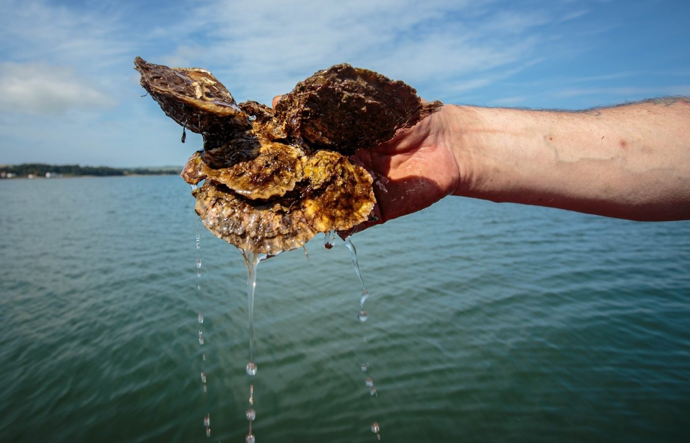 Loch Ryan native oysters.