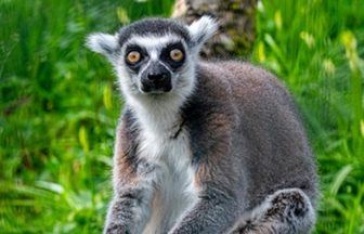 Tributes to ‘cherished’ world’s oldest captive lemur two decades at Five Sisters Zoo