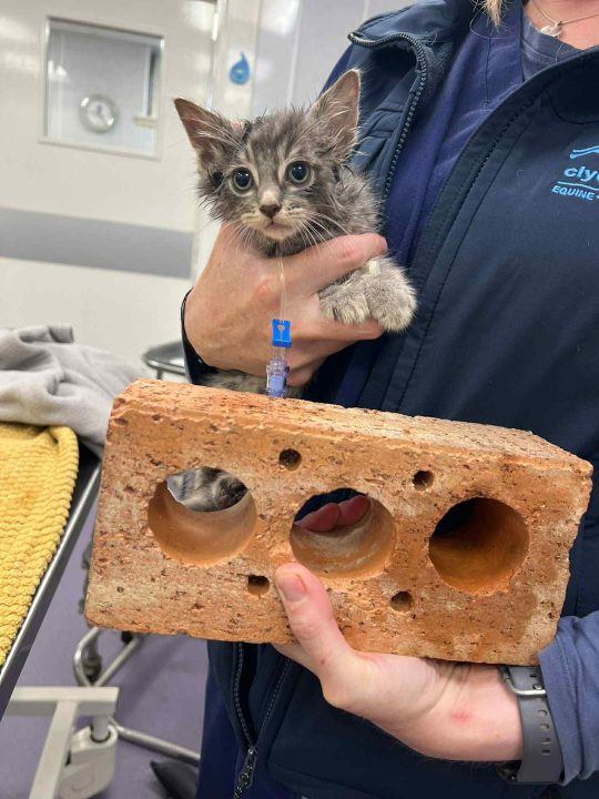 Tiny kitten rescued after getting head stuck in brick STV News(01)
