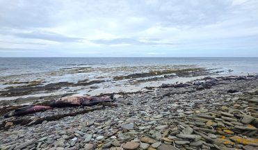 Cause of Orkney whale stranding ‘almost impossible to figure out’, says expert
