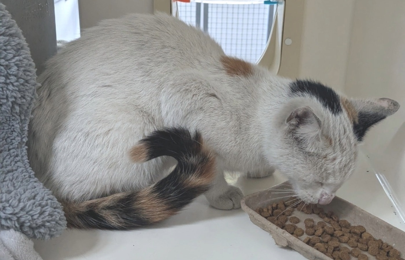 Scout was adopted one month after her 400-mile ordeal.