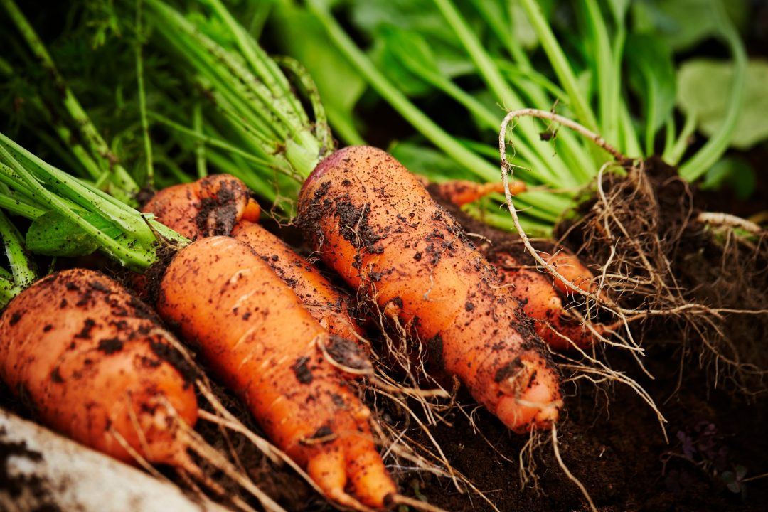 Listed house owner bids for permission to grow vegetables