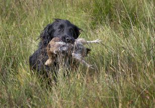 Glorious Twelfth: Grouse shooting season gets under way