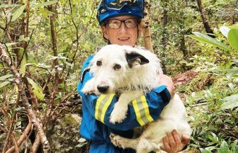 Dog falls from cliff at popular Loch Ness waterfall as rescue teams called in
