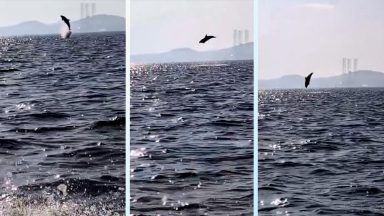 Dolphins frolic by lifeboat in ‘spectacular’ show for raffle winners in River Tay
