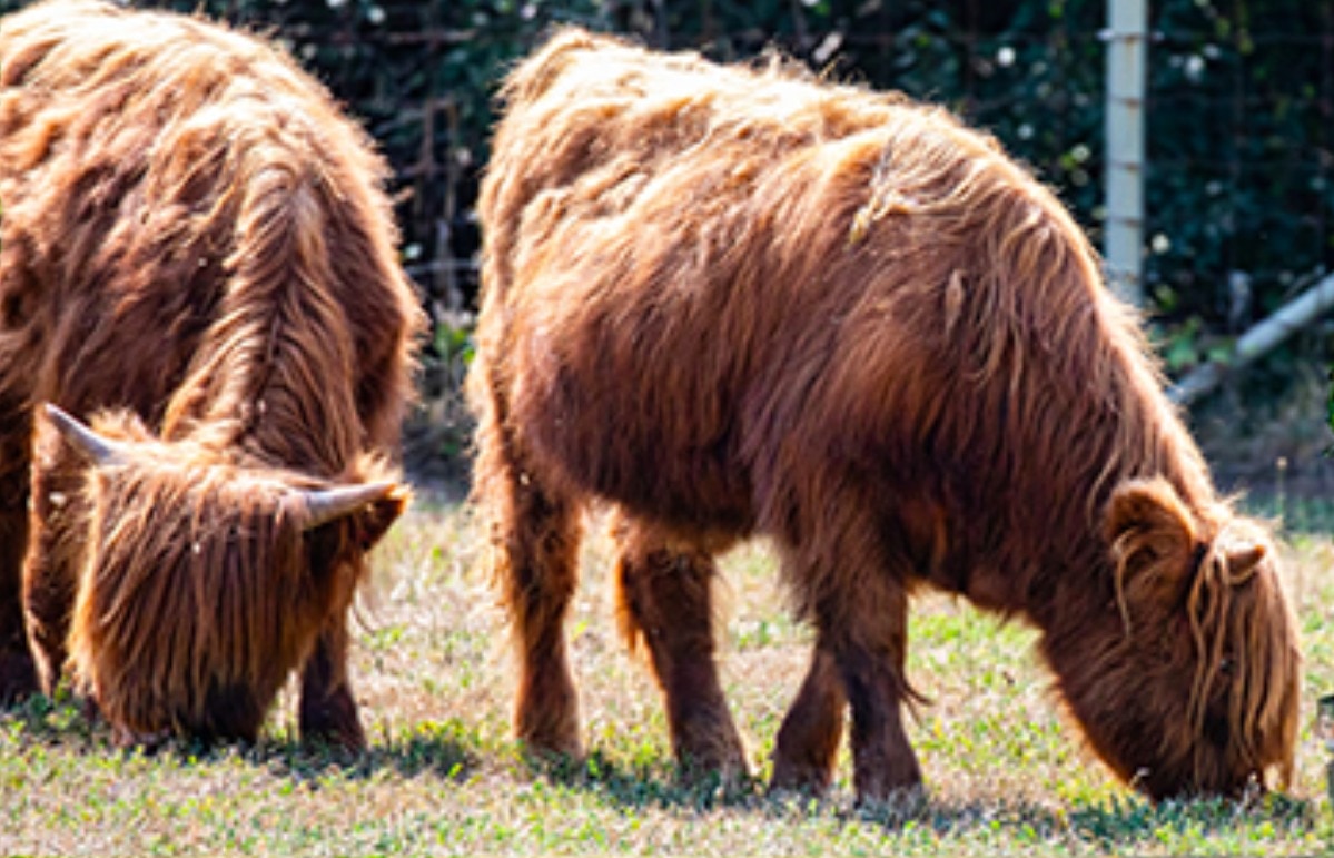 The cows were unveiled on Friday.