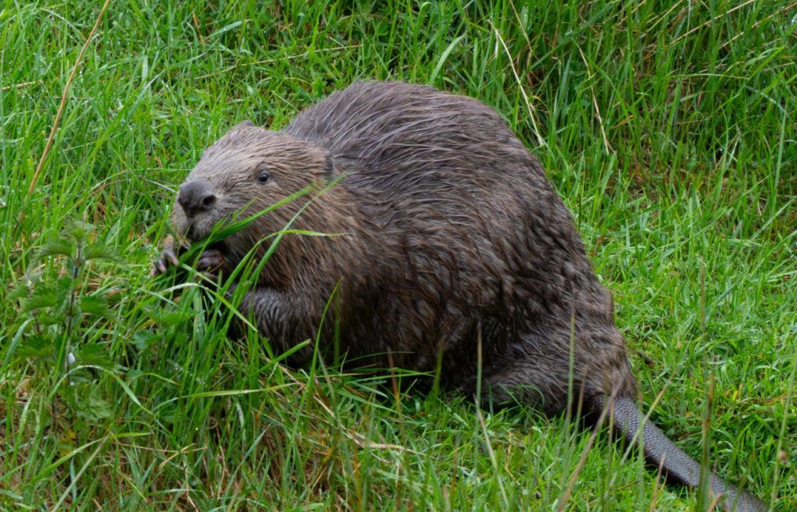 NatureScot urges Scottish land owners to welcome beavers in bid to boost population numbers