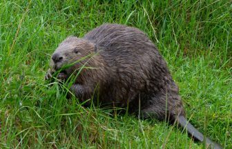 NatureScot urges Scottish land owners to welcome beavers in bid to boost population numbers