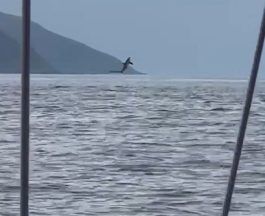 Thresher shark filmed leaping from water off the West Coast of Scotland