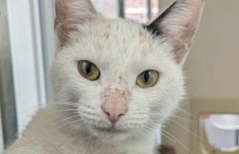 Cat discovered in bus engine in Scotland after 400-mile trip finds forever home