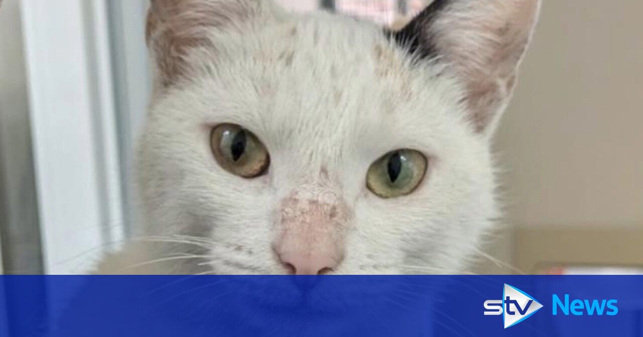 Cat discovered in bus engine after 400-mile trip to Scotland finds forever home