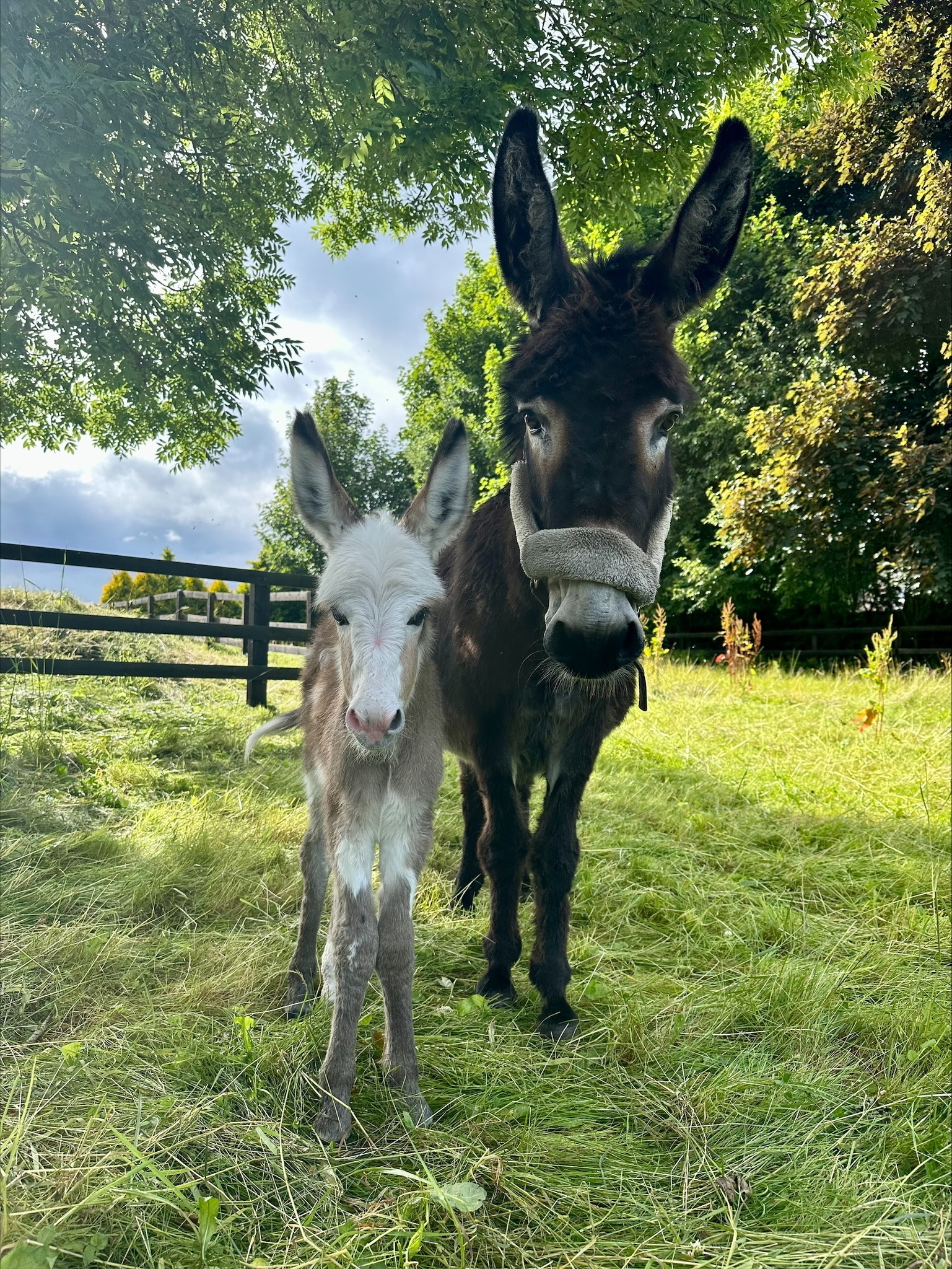 Mia and Peanut at Belwade Farm