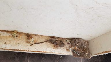 Hundreds of complaints over mould and dampness in Glasgow flats