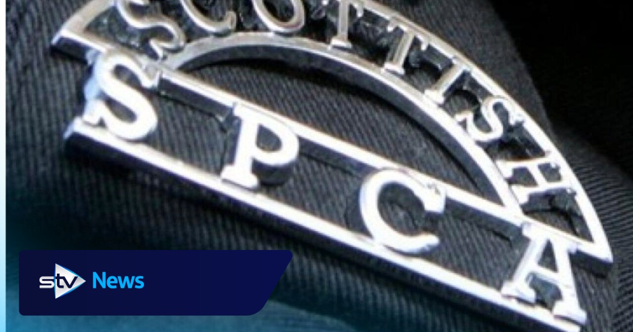 Mitarbeiter der Scottish SPCA streiken am Bonfire Night wegen anhaltenden ...