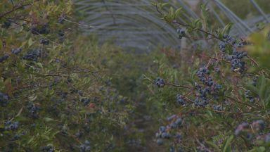 Blueberry fundraising project brings in over £50,000