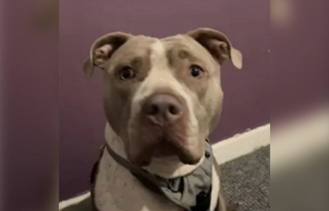 Dog owner dumped injured XL Bully in street to die after it swallowed drugs