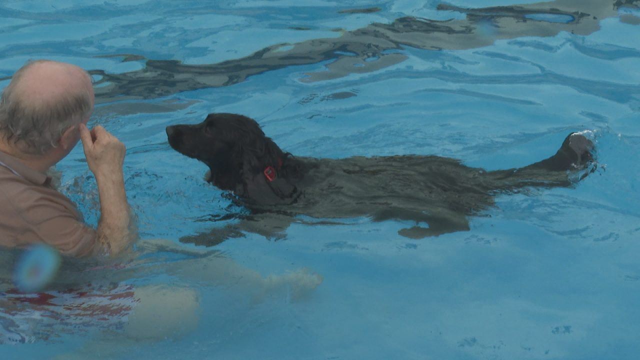 Gourock swimming pool transformed into dog-friendly space for season closing event