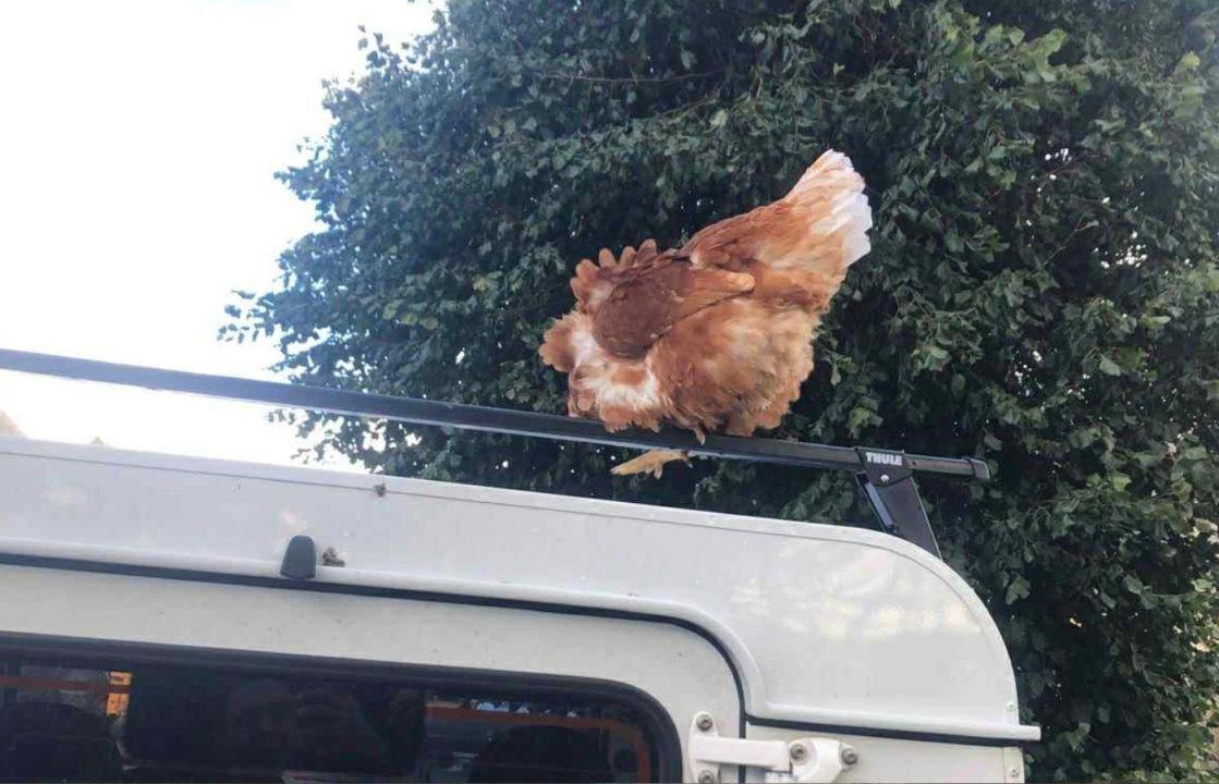 Missing chicken hitched lift 25 miles on back of Land Rover in Aberdeenshire
