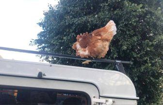 Missing chicken hitched lift 25 miles on back of Land Rover in Aberdeenshire