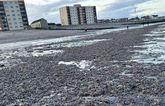 ‘Starfish apocalypse’ as thousands wash up on beach in Kirkcaldy