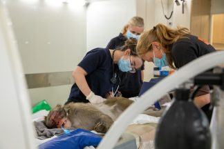 Macaque from Highland Wildlife Park undergoes CT scan after suffering from frequent nosebleeds