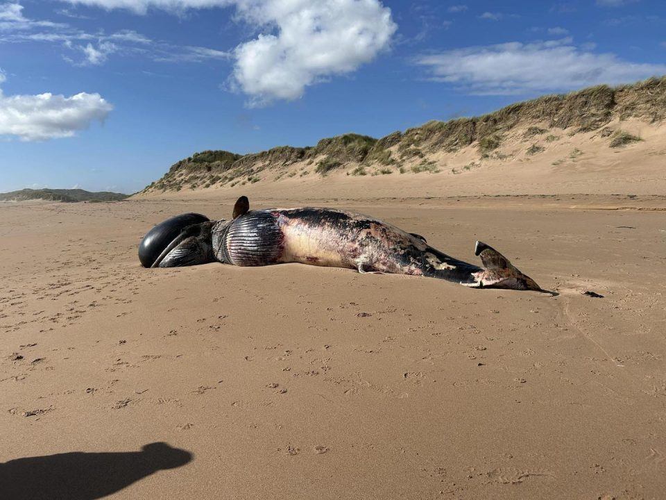 Dead whale buried on Balmedie beach after becoming entangled in fishing ropes