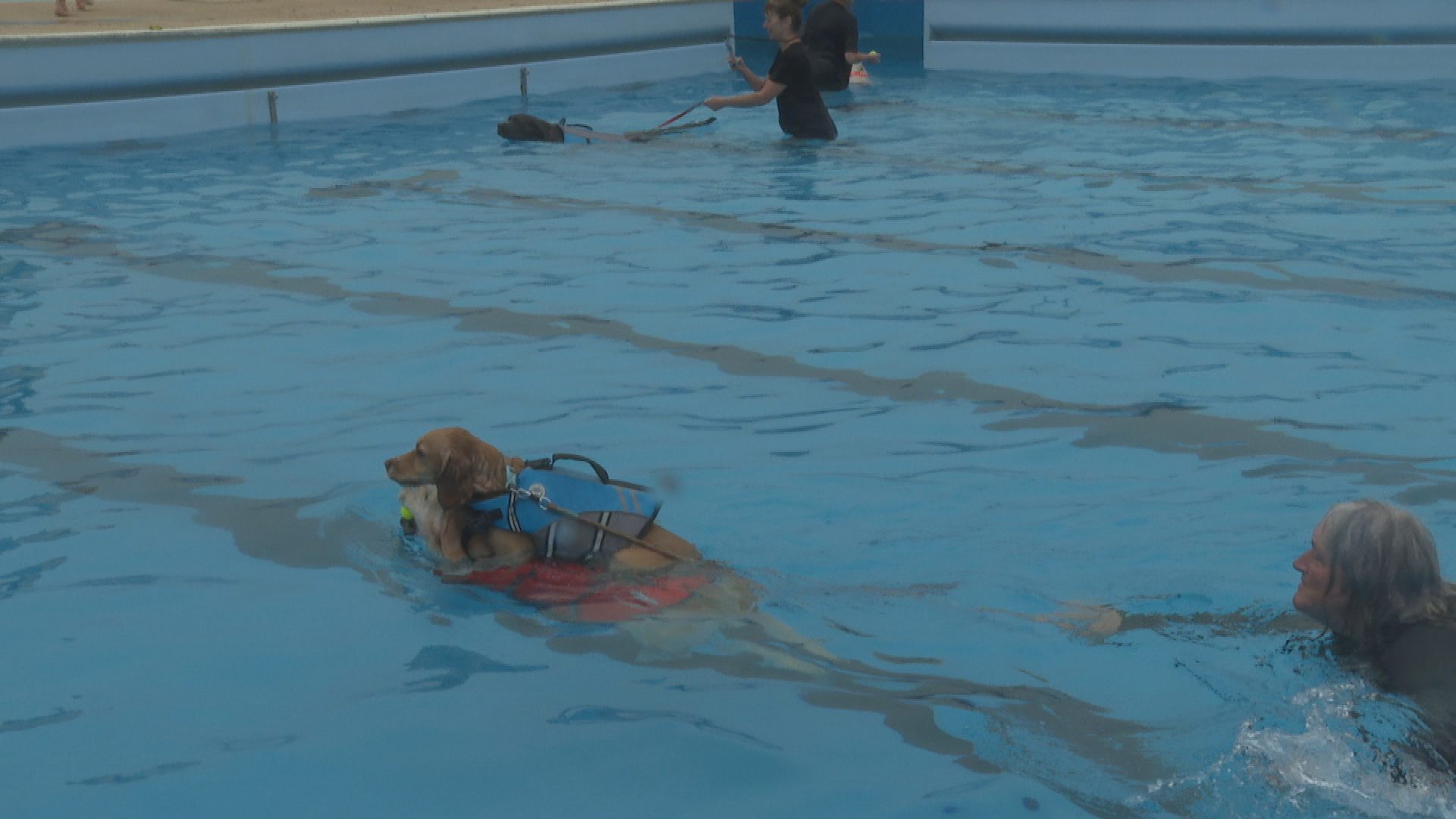 Around 200 dogs attended the event.
