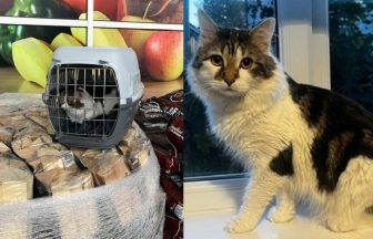 Cat found abandoned in carrier outside Tesco supermarket