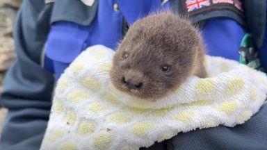 Otter cub found abandoned in Shetland garden rescued by wildlife sanctuary