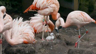 Watch Edinburgh Zoo’s first baby flamingo in almost a decade takes first steps 