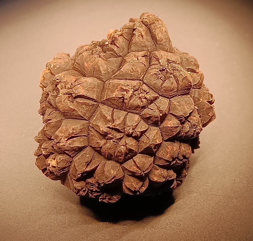 The truffle which grew on a Scottish island (University of Stirling/Paul W Thomas/PA)