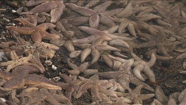 Concern after mass starfish stranding covers Kirkcaldy beach