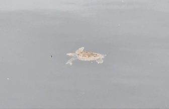 Sea turtle spotted in Isle of Bute harbour water amid fears over cold water shock