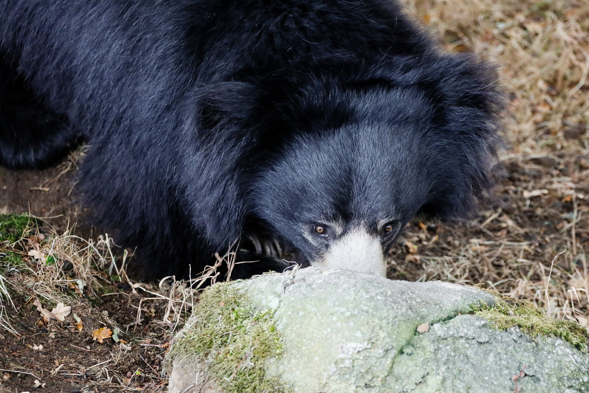 The zoo will soon welcome a second sloth bear