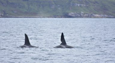 Watch: Scotland’s last remaining killer whales caught on camera